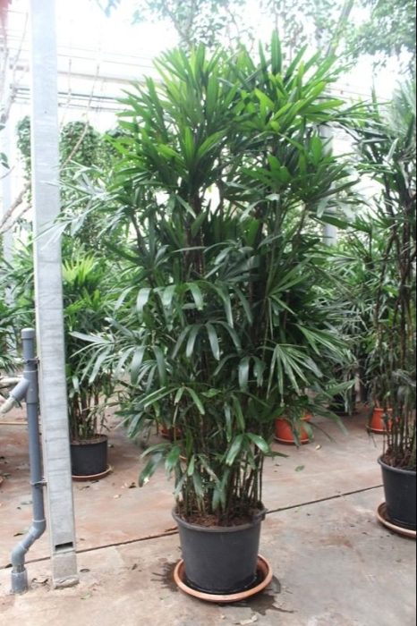 Rhapis excelsa, D 50