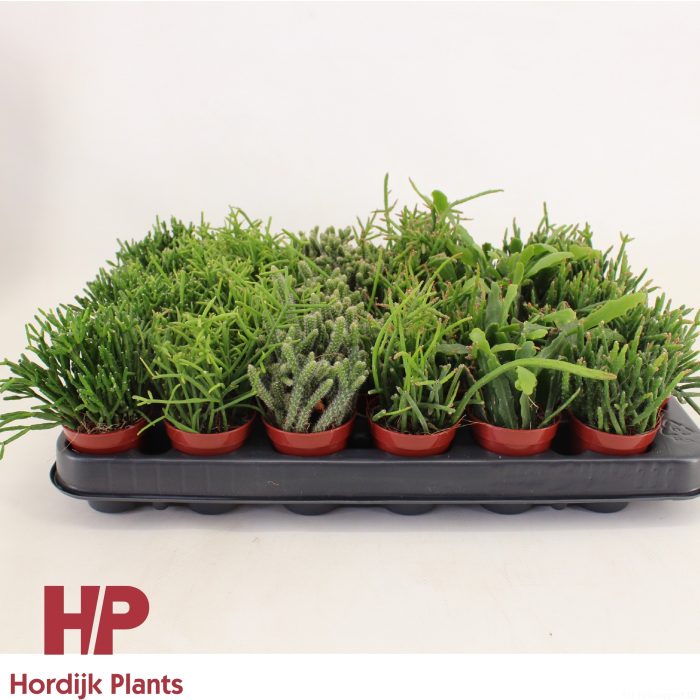 Rhipsalis 'Mix' 5,5cm, D 5,5