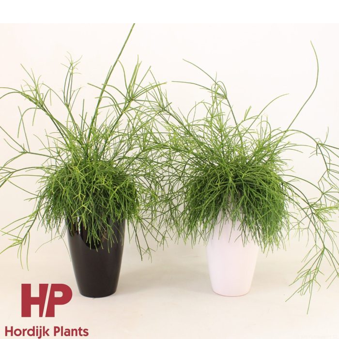 Rhipsalis in keramiek, D 15