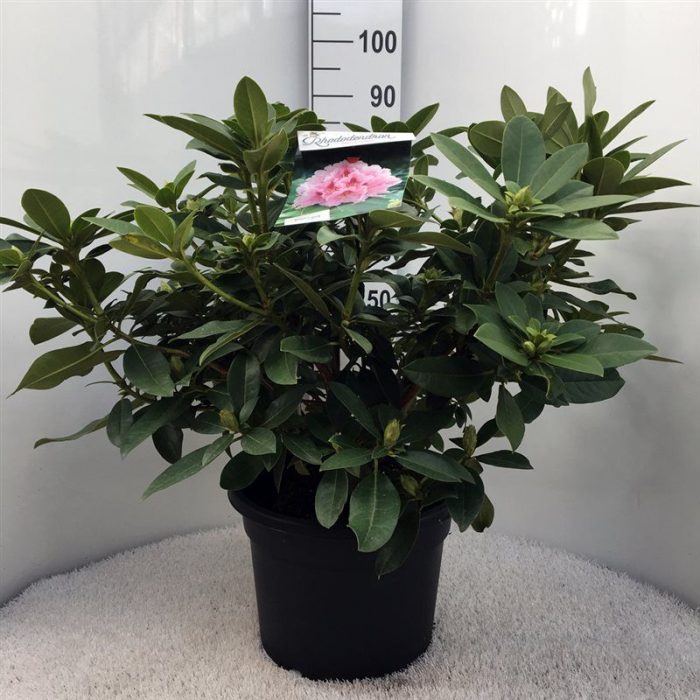 Rhodo. 'Albert Schweitzer' pink spot, D 37