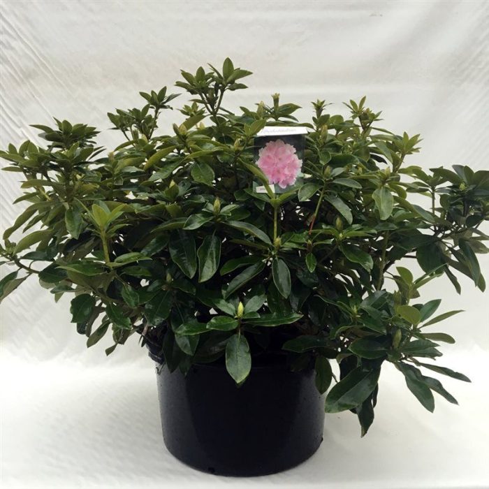 Rhodo. 'Albert Schweitzer' pink spot, D 62