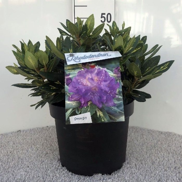 Rhodo. 'goldflimmer' purple, D 29