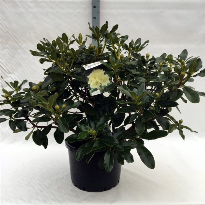 Rhodo. 'Horizon Monarch' yellow, D 45