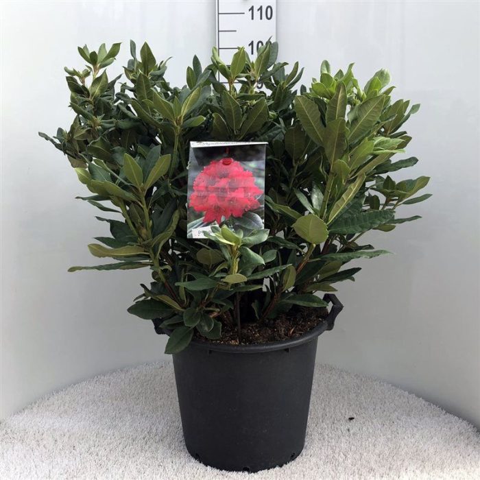Rhodo. 'Lord Roberts' red, D 40