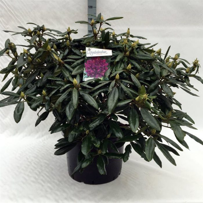 Rhodo. 'Marcel Menard' dark purple, D 47