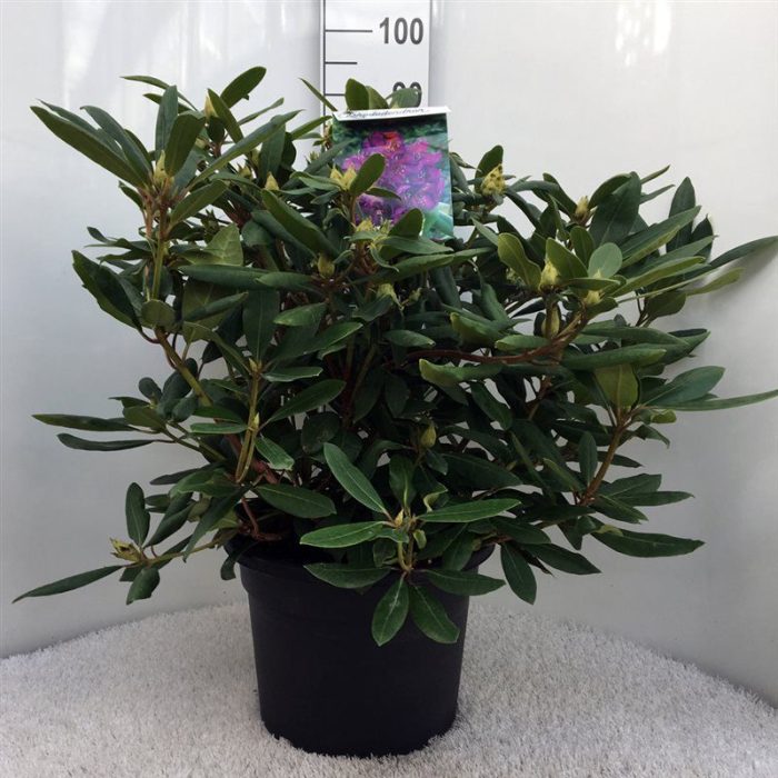 Rhodo. 'Marcel Menard' dark purple, D 37