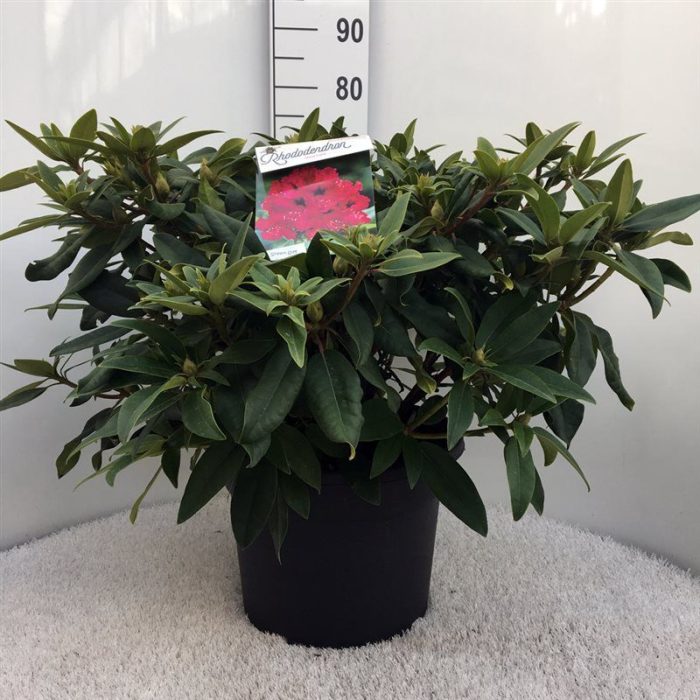 Rhodo. 'Marie Forte' red, D 37