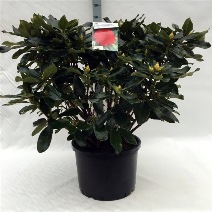 Rhodo. 'Markeeta's Prize' red, D 45