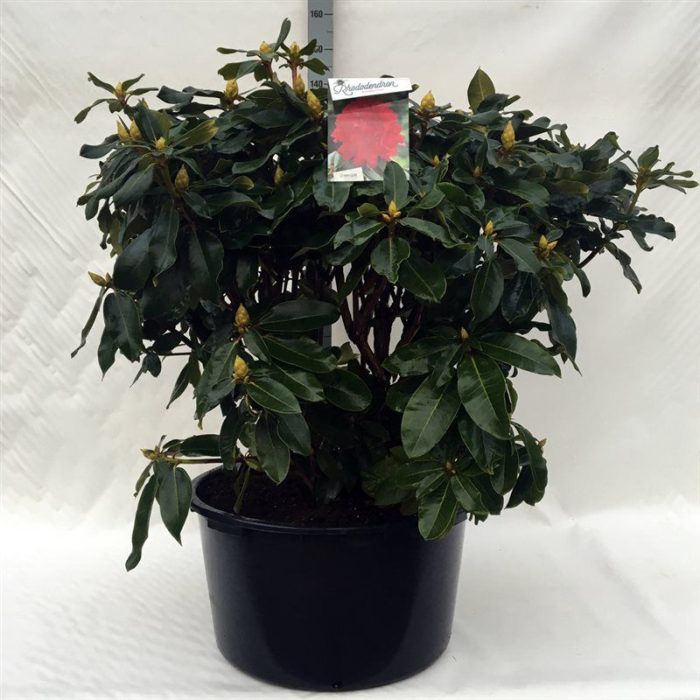 Rhodo. 'Markeeta's Prize' red, D 62