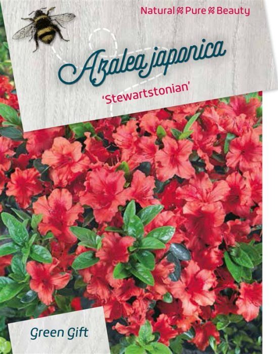 Rhodo. (AJ) 'Stewartstonian' red/orange, D 45