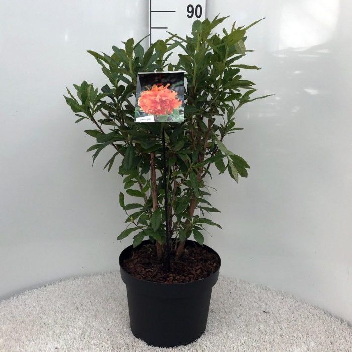 Rhodo. (AK) 'Golden Eagle' orange, D 29
