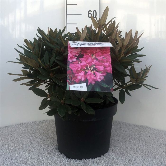 Rhodo. (W) 'Winsome' pink, D 29