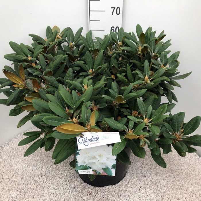 Rhodo. (Y) 'Porzellan' white, D 37