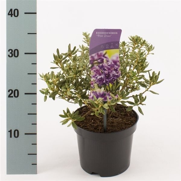 Rhododendron 'Blue Silver', D 17