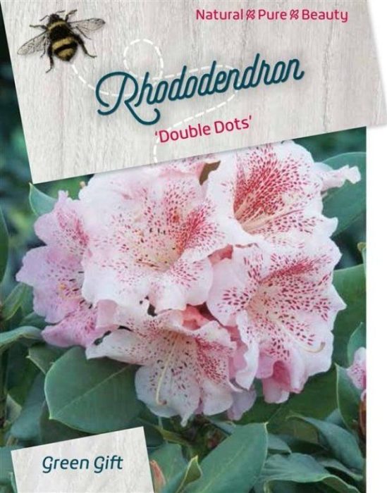 Rhododendron 'Double Dots', D 38