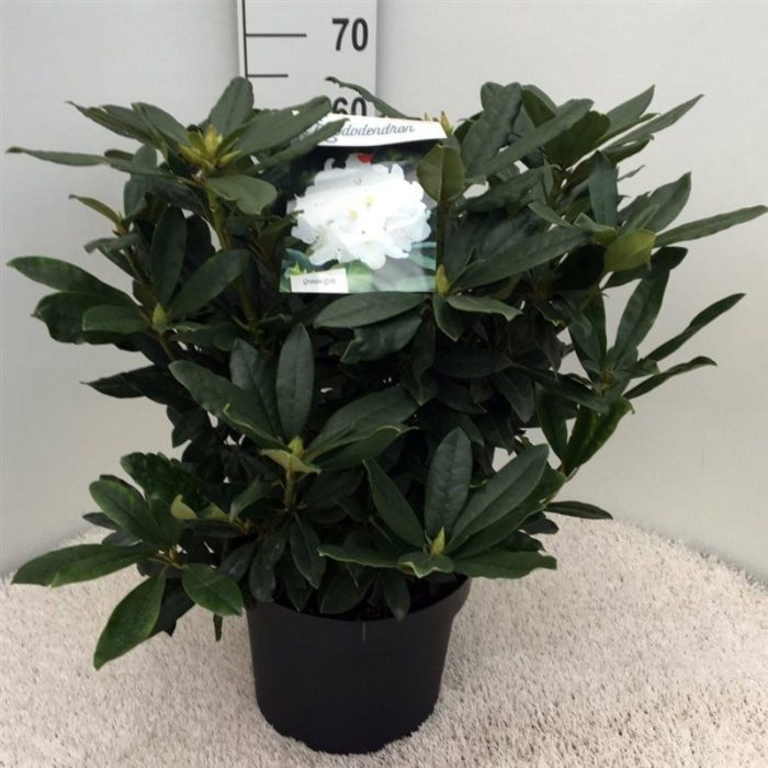 Rhododendron 'Madame Masson', D 29