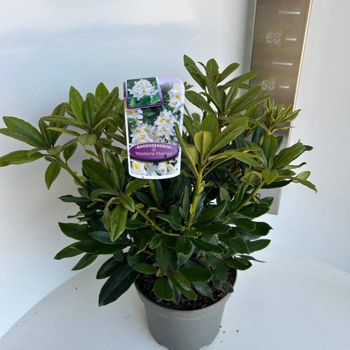 Rhododendron 'Madame Masson', D 23