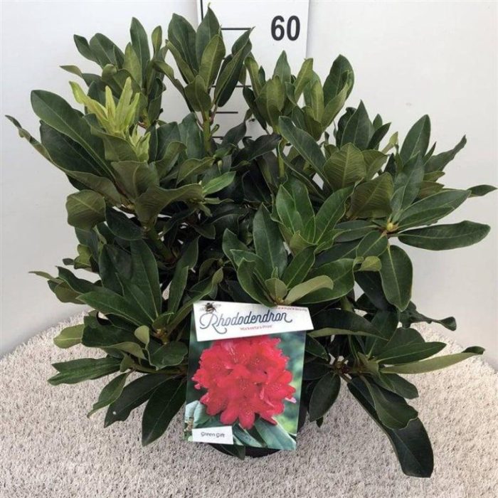 Rhododendron 'Markeeta's Prize', D 29
