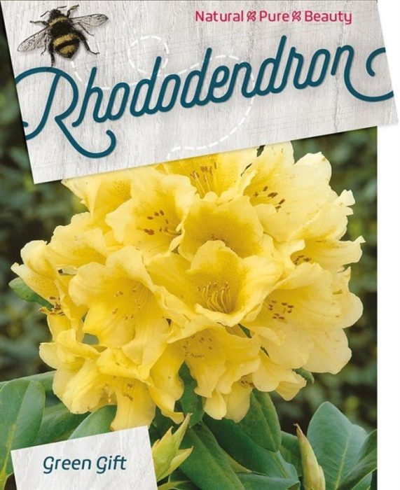 Rhododendron 'Nancy Evans', D 29