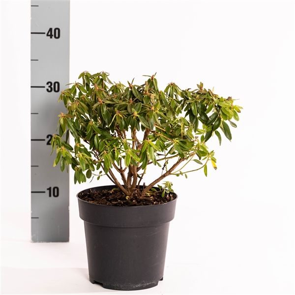 Rhododendron 'Night Sky', D 17