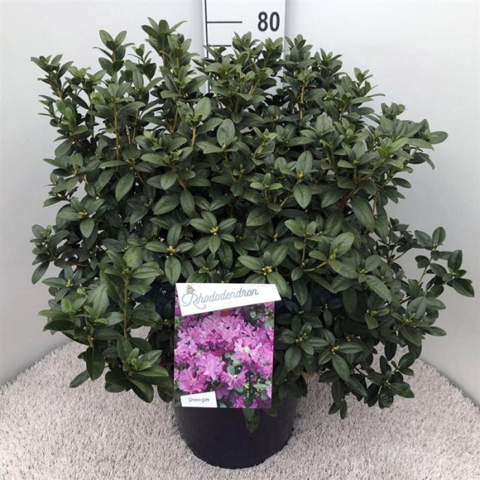 Rhododendron 'Praecox', D 37