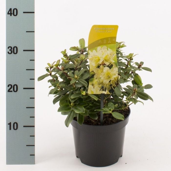 Rhododendron 'Princess Anne', D 17