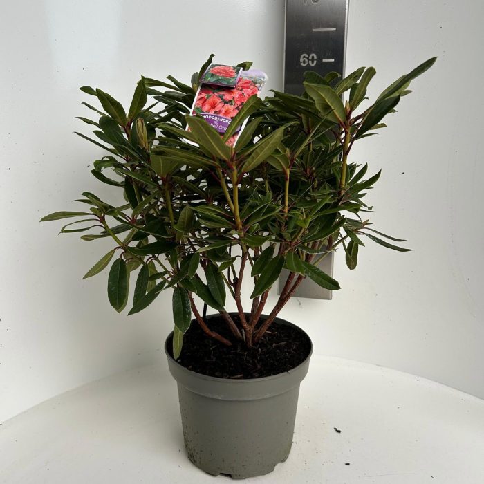 Rhododendron 'Tortoiseshell Orange', D 23