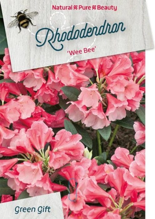 Rhododendron 'Wee Bee', D 29