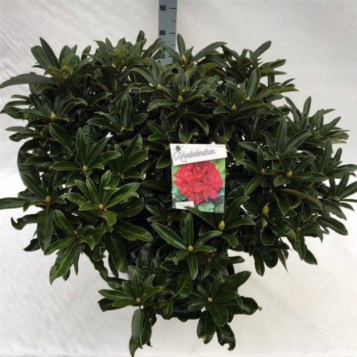 Rhododendron 'Wilgen's Ruby', D 52