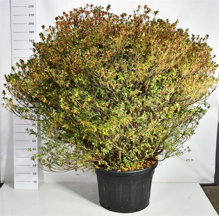 Rhododendron (AJ) 'Aladdin Scout', D 77