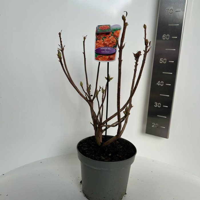 Rhododendron (AK) 'Gibraltar', D 23