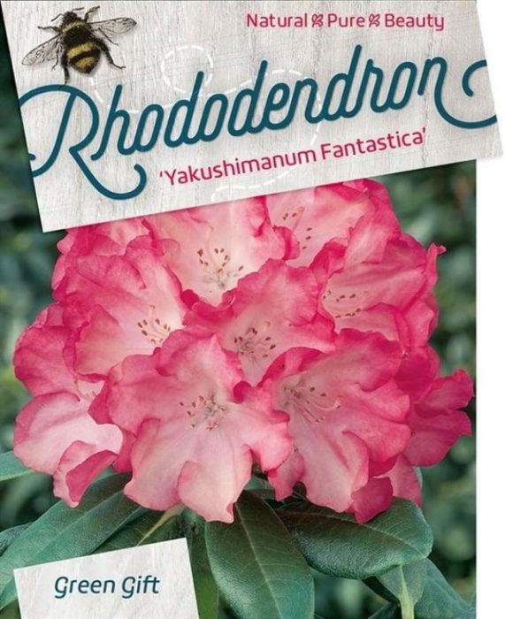 Rhododendron (Y) 'Fantastica', D 48