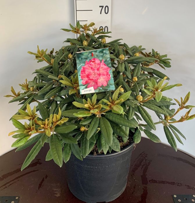 Rhododendron (Y) 'Hydon Hunter', D 36