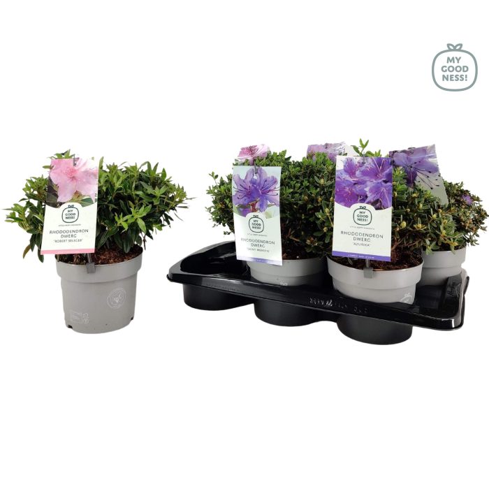 Rhododendron 30-40 /c2 liter 'Mix Tray' Dwerg, D 17