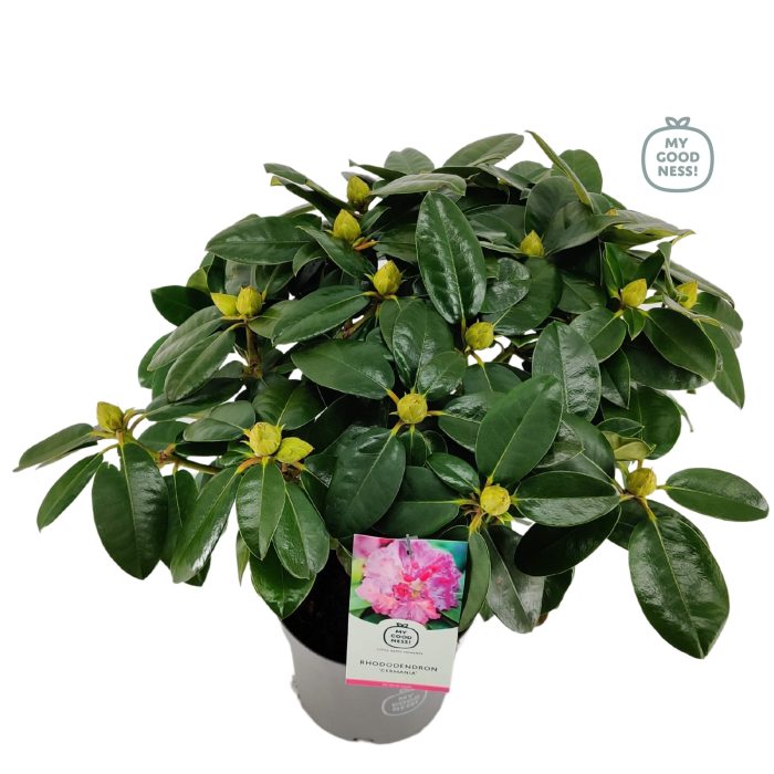 Rhododendron 40-50 /5 liter 'Germania', D 23