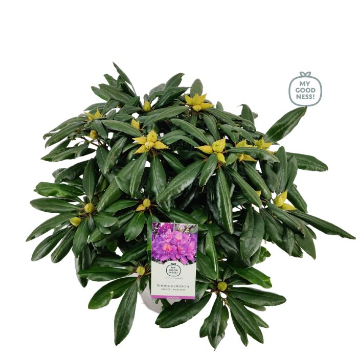 Rhododendron 40-50 /5 liter 'Marcel Menard', D 23