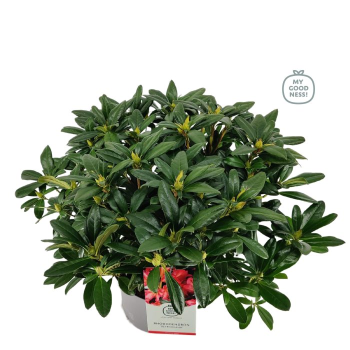Rhododendron 40-50 /5 liter 'Scyphocalix', D 23
