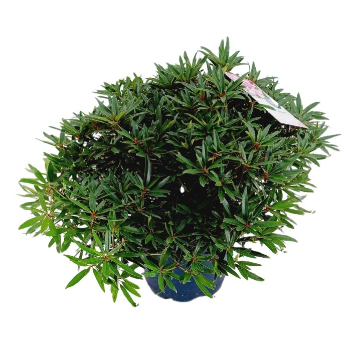 Rhododendron 70-80 /15 liter 'Graziella', D 34