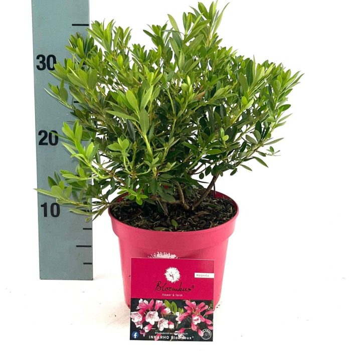 Rhododendron Bloombux Magenta, D 17
