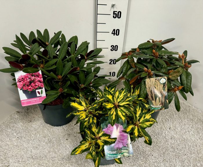 Rhododendron hybride Blattschönheiten, D 23