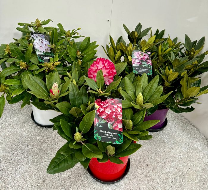 Rhododendron Hybride Deluxe Collection C5, D 23