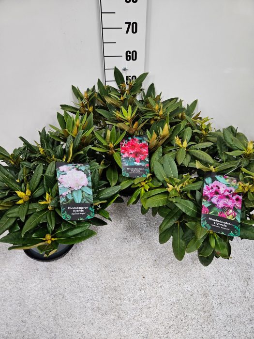 Rhododendron Hybriden i.S. PG2 12+ Knsopen, D 23