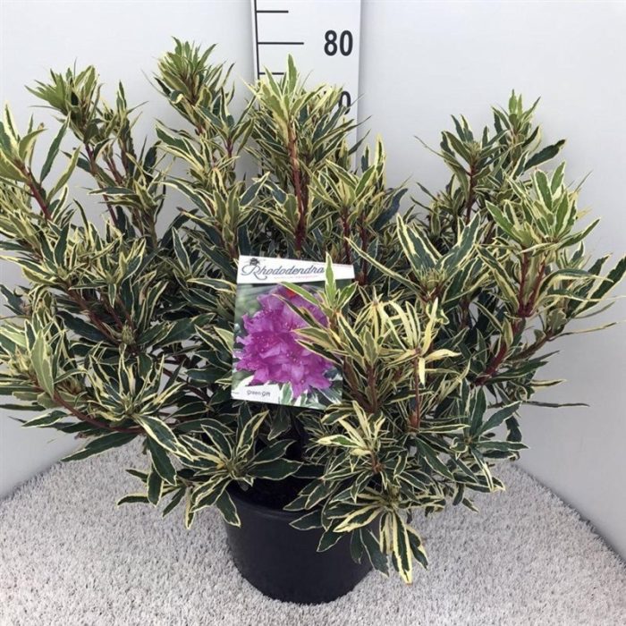 Rhododendron pont. 'Variegatum', D 38