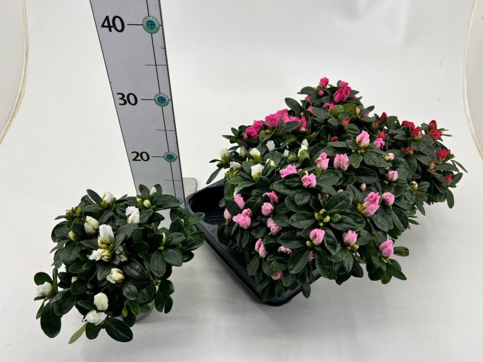 Rhododendron simsii T10,5 Mix, D 10,5