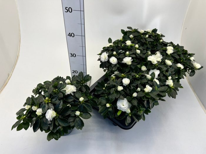 Rhododendron simsii T13 Aiko white, D 13