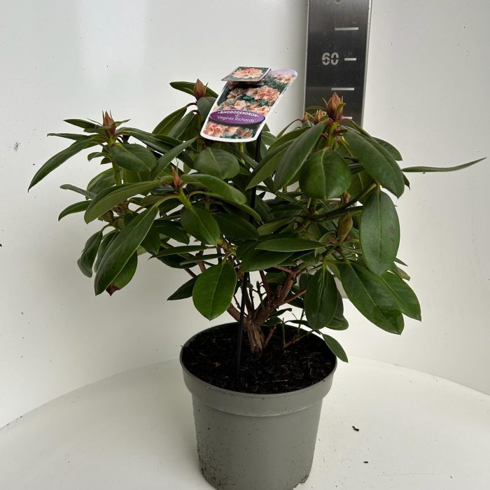 Rhododendron Virginia Richards, D 23