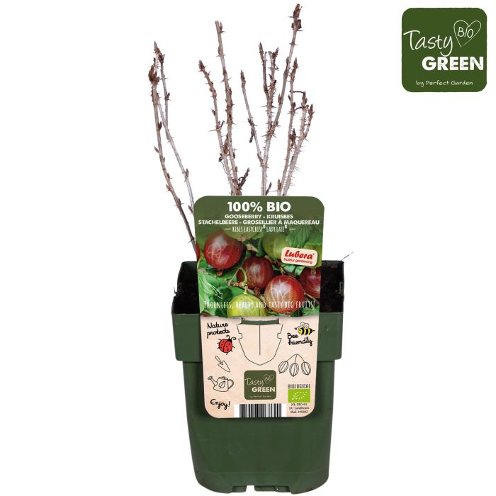 Ribes Easycrisp® Lady Late® Bio P13, D 13