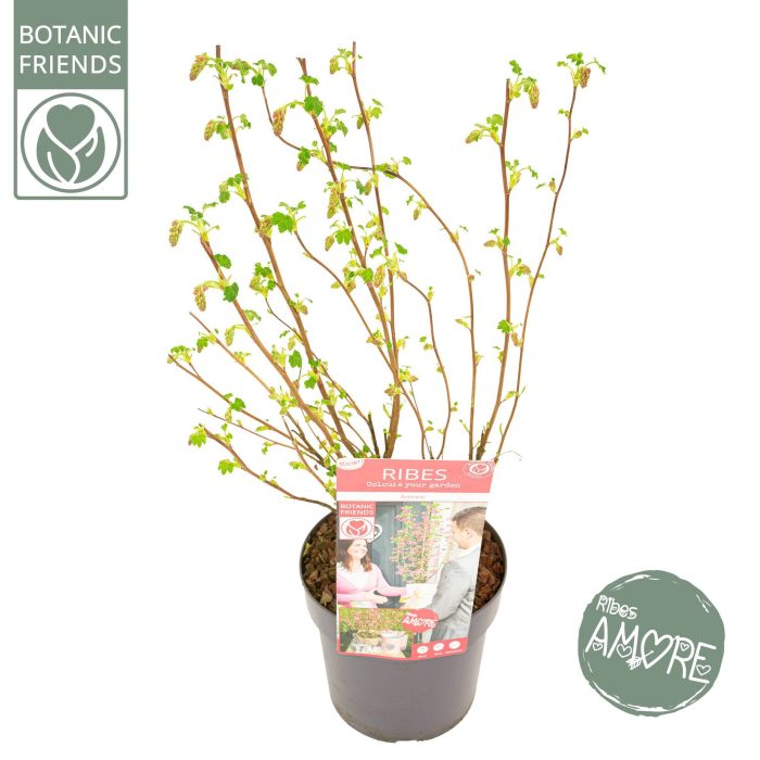 Ribes sang. 'Amore' ®, D 19