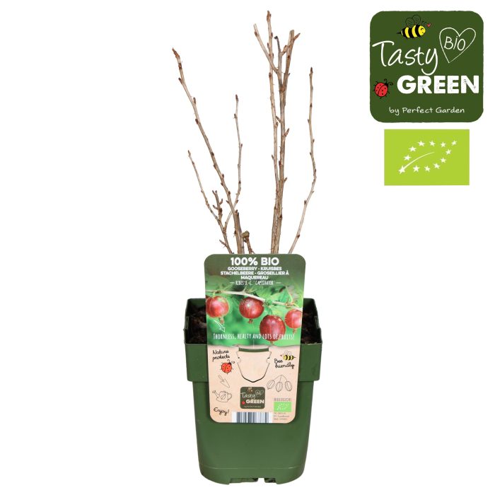 Ribes uva-crispa Captivator Bio P13, D 13