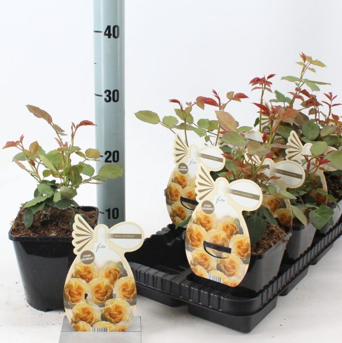 Rosa 'Faustinia' ®, D 14